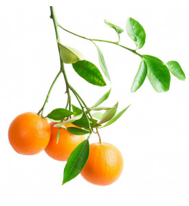 Апельсины Вашингтон Навел, Абхазия 1 кг Апельсины Вашингтон Навел, Абхазия 1 кг