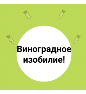 Виноградное изобилие!
