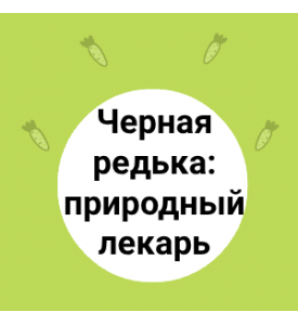 Черная редька: природный лекарь