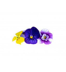 Съедобные цветы, 40г (30-50 шт) Съедобные цветы, 40г (30-50 шт)