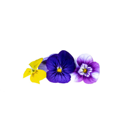Съедобные цветы, 40г (30-50 шт) Съедобные цветы, 40г (30-50 шт)
