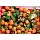 Мандарины Китай, с листом, 1 кг Мандарины Китай, с листом, 1 кг