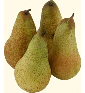 Груша Аббат, 1 шт