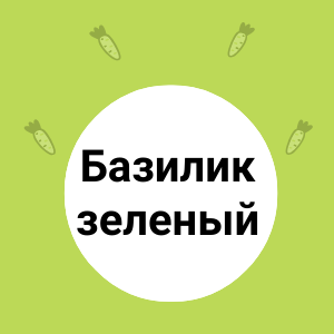 Базилик зеленый: польза и свежесть