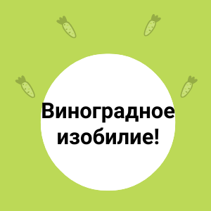 Виноградное изобилие!