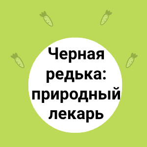 Черная редька: природный лекарь