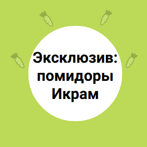Эксклюзив: помидоры Икрам