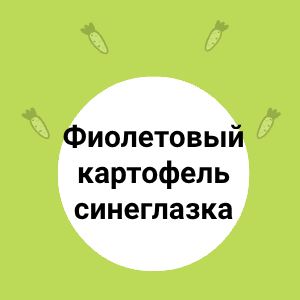 Картофель синеглазка 